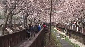 [부산] 진해 군항제, 500억 원 경제 파급효과