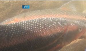 [부산] 섬진강에 황어떼 출현&hellip;산란 장면 포착