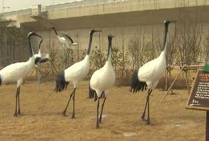 [수도권] 임진강에 '두루미 마을'&hellip;관광자원 활용
