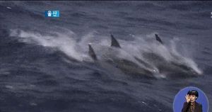 [울산] "반갑다, 고래야" 고래떼 올해 첫 목격