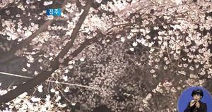 [전주] 밤하늘 수놓은 벚꽃, 350그루 만개 '장관'