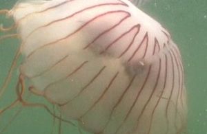 수심 7m 바닷속으로&hellip;첫 '해파리 박멸' 작전