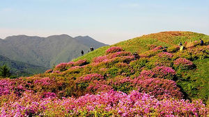 지리산 '바래봉 철쭉제' 오는 27일 개막