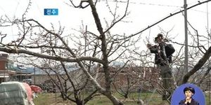 [전주] FTA 피해 없는 복숭아 '각광'&hellip;재배면적 늘어