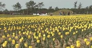 태안에 '1억 송이 튤립' 넘실&hellip;130여종 전시