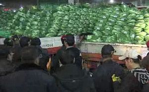 [경제365] 봄 햇배추, 공급 줄어 가격 폭등