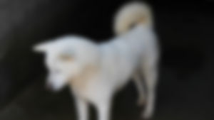 "승려가 진돗개 잔인하게 살해"&hellip;동영상 파문