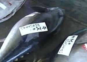 미국서 잡힌 참다랑어, 방사능 물질 10배 검출