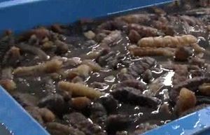 물 먹인 참소라&middot;해삼, 16톤 분량 팔아