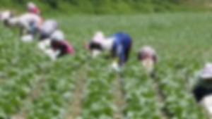 농식품부, 외래잡초 이삭가시풀 긴급방제