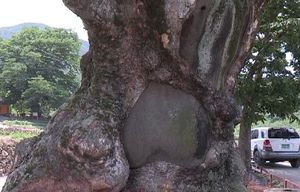 [광주] 보호수의 수난&hellip;예산 확보&middot;관리 잘 안 돼