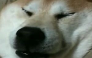자다가 버둥버둥, 코골이까지&hellip;진짜 '개 꿈'