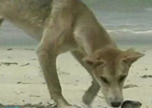 32년 만에 누명 벗은 부모&hellip;"범인은 야생개"