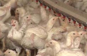 中 "가금류 수송업자 사망, H7N9 여부 조사 중"