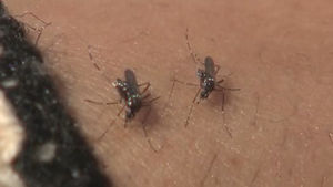 "벌레 물린 데 침 발랐다가는 되레 상처 덧나"