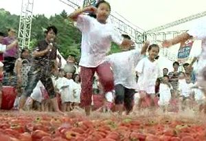 [수도권] 경기도 광주 토마토 축제 22일 개막