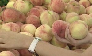 [건강] 복숭아, 자두 먹으면 '대사증후군' 예방에 효과적