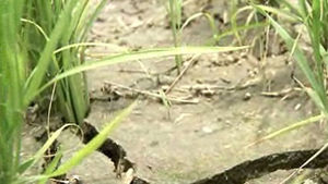 [전주] 목 타는 대지&hellip;농업용수 턱없이 부족