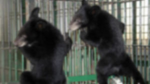 반달곰 2마리 사육장 탈출&hellip;1마리 사살