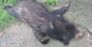 한강환경청 "용인 탈출 반달곰 학대 흔적 없어"