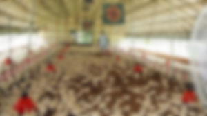 공주 양계장서 불&hellip;닭 5만여 마리 폐사