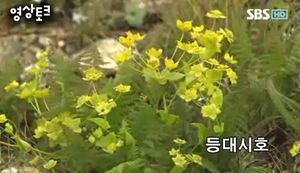 [영상토크] 설악산 멸종위기 희귀 식물들