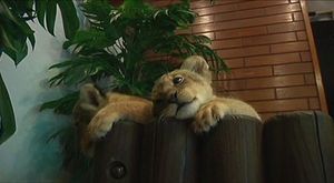 [영상] '내가 제일 잘 나가!'&middot;&middot;&middot;동물원 새끼 사자