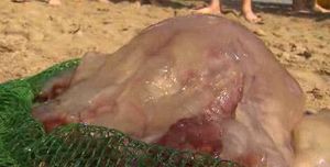 '여름철 말썽꾸러기' 해파리도 쓸모가?