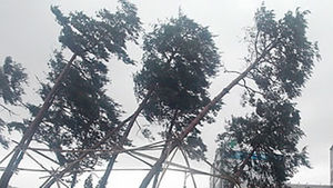 태풍 볼라벤 임실서 50대 나무에 깔려 숨져