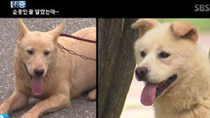순종인 줄 알았는데 족보 없는 풍산개?