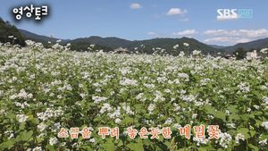 [영상토크] 소금을 뿌려 놓은듯한 메밀꽃밭