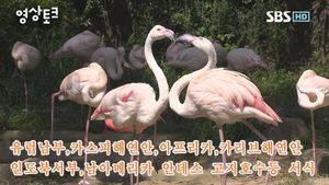 [영상토크] 홍학의 일상