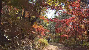 설악산서 첫 단풍 관측&hellip;작년보다 9일 빨라