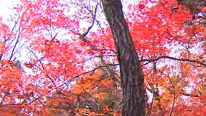 설악산 국립공원서 산불&hellip;50여㎡ 태우고 진화