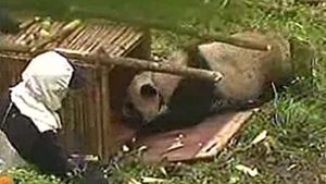 [이 시각 세계] '판다'로 변신한 연구원&hellip;왜