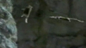 염소 발견한 독수리, 사냥 방법이&hellip;'오싹'