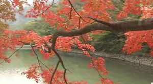 '오색 단풍' 옷 입은 내장산, 다음 달 초 절정