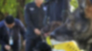 호주 경찰, 경찰견 걷어찬 남성 기소