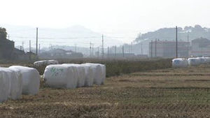 벼 흉작에 축산농가 후폭풍&hellip;볏짚 가격 폭등