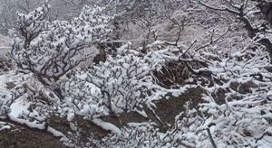 [영상] 설악산 대청봉에 핀 눈꽃&middot;&middot;&middot;작년보다 열흘 이른 첫눈