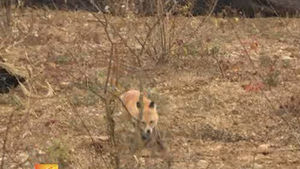 멸종위기 토종 여우 첫 방사&hellip;소백산 관심