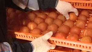 떫은 감 3일이면 '반건시'&hellip;제조기 자체 개발