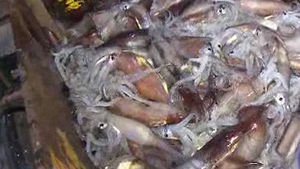 [울산] 대낮 같은 밤바다 '오징어잡이' 한창