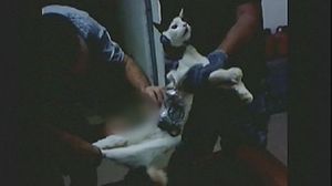 [영상] 기상천외 '탈옥 기술' 고양이 몸에&hellip;