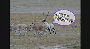 [영상] 금실 좋은 '티벳 영양'&hellip;짝짓기 장면 첫 포착