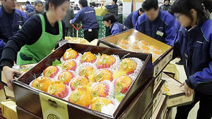 배&middot;잣 선물세트 가격 급등&hellip;전통시장 차례상은 저렴