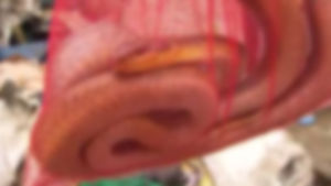양평 용문산서 뱀 800마리 밀거래 적발