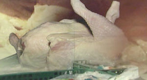 2년 된 닭까지&hellip;기한 지난 '냉장닭' 불법 유통