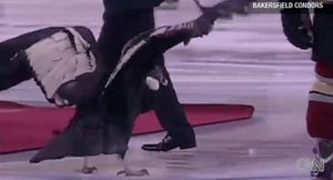 [영상] '깜짝'아이스하키 경기장에  실제 '콘도르'가?