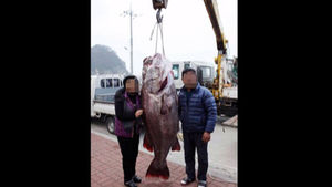 가거도 앞바다서 150kg 초대형 돗돔 잡혀 화제